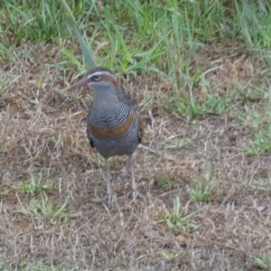 Gallirallus philippensis at Goolwa, SA - 31 Mar 2023 08:58 AM