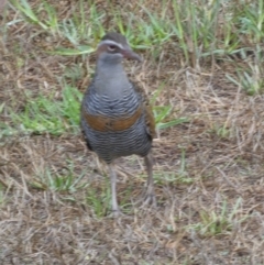 Gallirallus philippensis at Goolwa, SA - 31 Mar 2023 08:58 AM