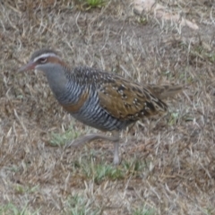 Gallirallus philippensis at Goolwa, SA - 31 Mar 2023