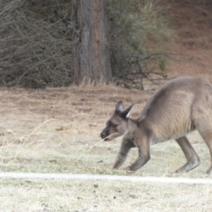 Macropus fuliginosus at Stokes Bay, SA - 1 Apr 2023