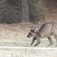 Macropus fuliginosus (Western grey kangaroo) at Stokes Bay, SA - 1 Apr 2023 by Paul4K