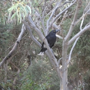 Strepera versicolor at Vivonne Bay, SA - 1 Apr 2023