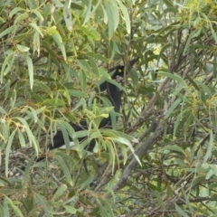 Strepera versicolor at Vivonne Bay, SA - 1 Apr 2023