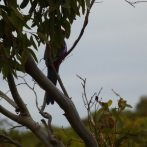 Platycercus elegans at Vivonne Bay, SA - 2 Apr 2023 07:55 AM