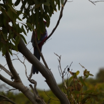 Platycercus elegans (Crimson Rosella) at Vivonne Bay, SA - 2 Apr 2023 by Paul4K