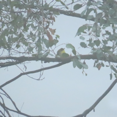 Gerygone olivacea (White-throated Gerygone) at Red Hill, ACT - 7 Apr 2023 by BenW