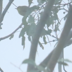 Gerygone olivacea at Red Hill, ACT - 7 Apr 2023 11:02 AM