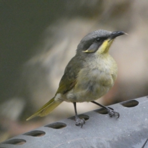 Lichenostomus cratitius at Vivonne Bay, SA - 3 Apr 2023