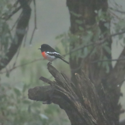 Petroica boodang (Scarlet Robin) at Red Hill Nature Reserve - 7 Apr 2023 by TomW