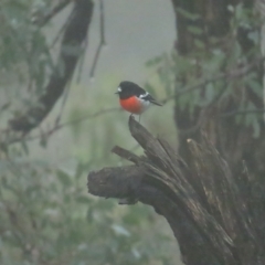 Petroica boodang at Red Hill, ACT - 7 Apr 2023 11:06 AM