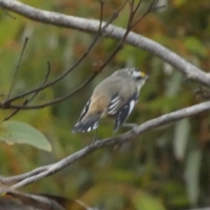 Pardalotus striatus at Vivonne Bay, SA - 2 Apr 2023 08:10 AM