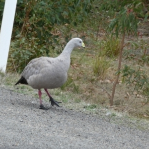 Cereopsis novaehollandiae at Karatta, SA - 2 Apr 2023