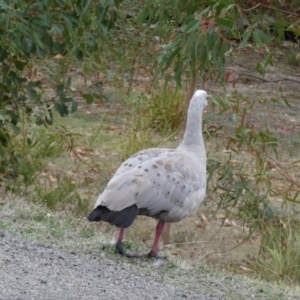 Cereopsis novaehollandiae at Karatta, SA - 2 Apr 2023