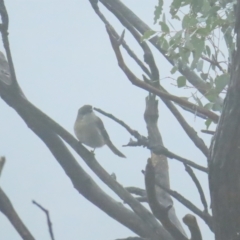 Pachycephala pectoralis (Golden Whistler) at Red Hill Nature Reserve - 7 Apr 2023 by TomW