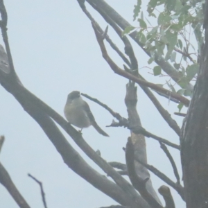 Pachycephala pectoralis at Red Hill, ACT - 7 Apr 2023 10:59 AM