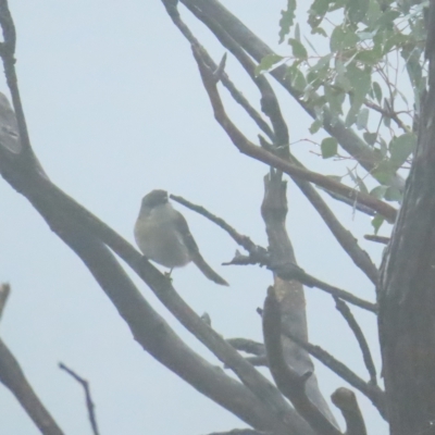 Pachycephala pectoralis (Golden Whistler) at Red Hill, ACT - 7 Apr 2023 by BenW
