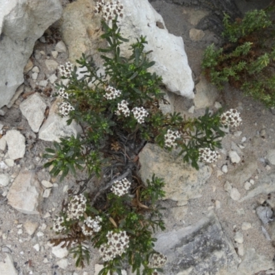 Ixodia achillaeoides (Coast Ixodia) at Flinders Chase National Park - 2 Apr 2023 by Paul4K