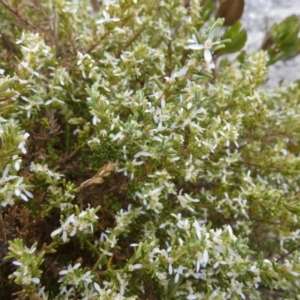 Olearia microdisca at Flinders Chase, SA - 2 Apr 2023