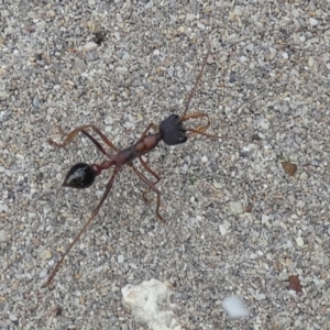 Myrmecia forceps at Flinders Chase, SA - 2 Apr 2023 11:39 AM