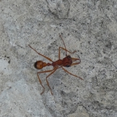 Myrmecia sp. (genus) (Bull ant or Jack Jumper) at Flinders Chase, SA - 2 Apr 2023 by Paul4K