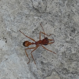 Myrmecia sp. (genus) at Flinders Chase, SA - 2 Apr 2023 11:27 AM