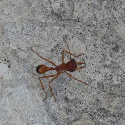 Myrmecia sp. (genus) (Bull ant or Jack Jumper) at Flinders Chase, SA - 2 Apr 2023 by Paul4K