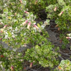 Correa backhouseana (Round-leaf Correa) at Flinders Chase, SA - 2 Apr 2023 by Paul4K