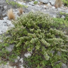 Correa backhouseana at suppressed - suppressed