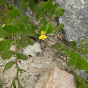 Goodenia varia at Flinders Chase, SA - 2 Apr 2023