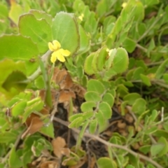 Goodenia varia at Flinders Chase, SA - 2 Apr 2023