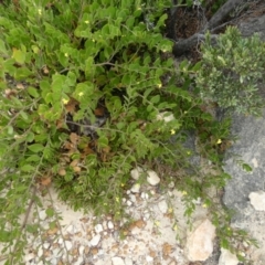 Goodenia varia at Flinders Chase, SA - 2 Apr 2023