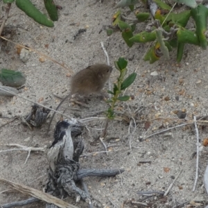 Rattus or Mastacomys sp. (genus) at Flinders Chase, SA - 2 Apr 2023 12:42 PM