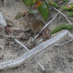 Rattus or Mastacomys sp. (genus) at Flinders Chase, SA - 2 Apr 2023 12:42 PM