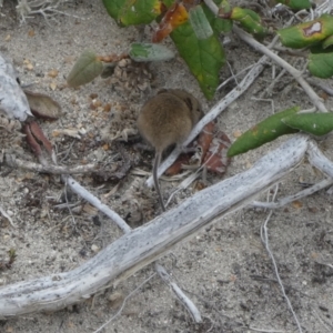 Rattus or Mastacomys sp. (genus) at Flinders Chase, SA - 2 Apr 2023 12:42 PM