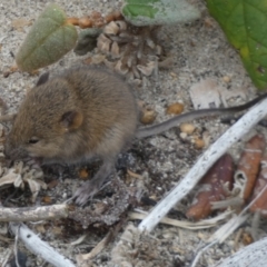 Rattus or Mastacomys sp. (genus) at Flinders Chase, SA - 2 Apr 2023