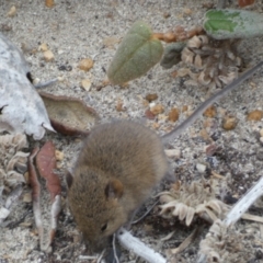 Rattus or Mastacomys sp. (genus) at Flinders Chase, SA - 2 Apr 2023