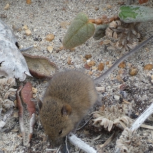 Rattus or Mastacomys sp. (genus) at Flinders Chase, SA - 2 Apr 2023 12:42 PM