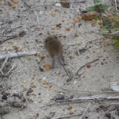 Rattus or Mastacomys sp. (genus) at Flinders Chase, SA - 2 Apr 2023 12:42 PM