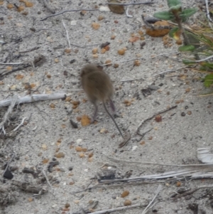 Rattus or Mastacomys sp. (genus) at Flinders Chase, SA - 2 Apr 2023