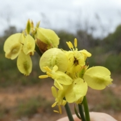 Glischrocaryon behrii (Golden Pennant) at Flinders Chase National Park - 2 Apr 2023 by Paul4K