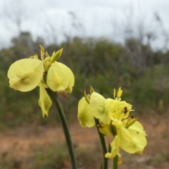 Glischrocaryon behrii at Gosse, SA - 2 Apr 2023 02:02 PM