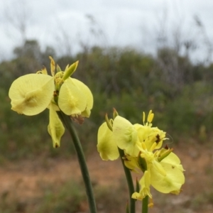 Glischrocaryon behrii at Gosse, SA - 2 Apr 2023 02:02 PM