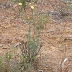 Glischrocaryon behrii at Gosse, SA - 2 Apr 2023 02:02 PM