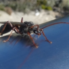 Unidentified Wasp (Hymenoptera, Apocrita) at Seal Bay, SA - 3 Apr 2023 by Paul4K