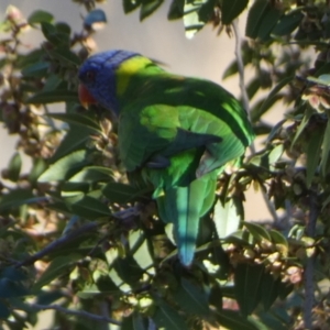 Trichoglossus moluccanus at Bowden, SA - 5 Apr 2023