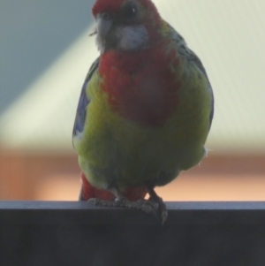 Platycercus eximius at Bowden, SA - 5 Apr 2023 08:33 AM