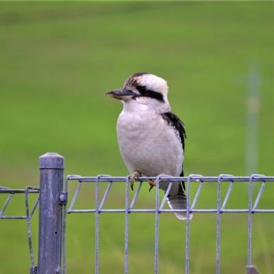 Dacelo novaeguineae (Laughing Kookaburra) at Jamberoo, NSW - 6 Apr 2023 by plants