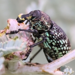 Chrysolopus spectabilis (Botany Bay Weevil) at Wodonga - 7 Apr 2023 by KylieWaldon