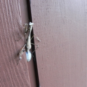 Pseudomantis albofimbriata at Cook, ACT - 5 Apr 2023