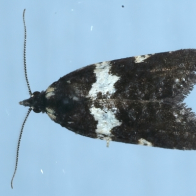 Dichelia cosmopis (A Tortricid moth) at Ainslie, ACT - 5 Apr 2023 by jb2602